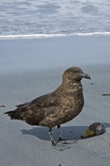 Falkland Skua